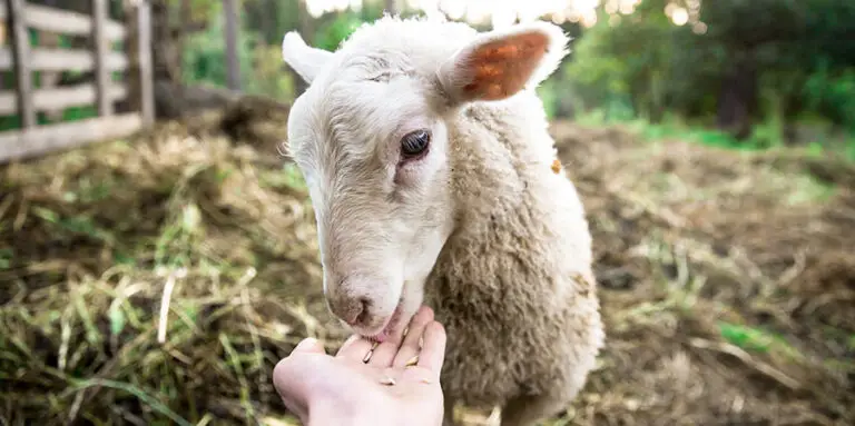 Savoir-faire agricole de la Ferme de Kermaria